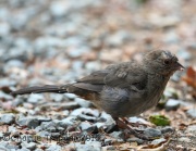 6S3A3120California_Towhee