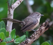 6S3A3127Wrentit