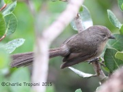 6S3A3134Wrentit