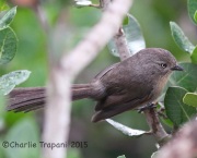 6S3A3135Wrentit
