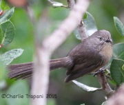 6S3A3136Wrentit
