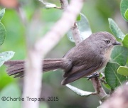 6S3A3137Wrentit