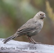 6S3A3218California_Towhee
