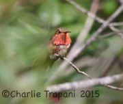 6S3A3319Allen's_Hummingbird
