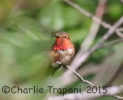6S3A3321Allen's_Hummingbird