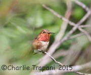6S3A3324Allen's_Hummingbird