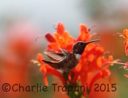 6S3A3333Allen's_Hummingbird