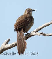 6S3A3387California_Thrasher