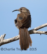 6S3A3399California_Thrasher