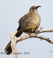 6S3A3417California_Thrasher