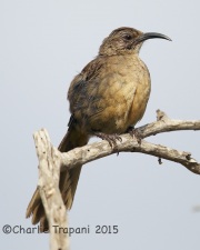 6S3A3422California_Thrasher