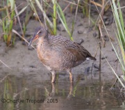 6S3A3470Ridgeway's_Rail