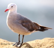 6S3A3525Heerman's_Gull