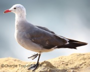 6S3A3529Heerman's_Gull