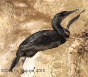 6S3A3536Brandt's_Cormorant