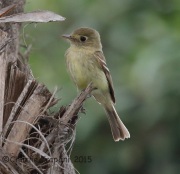 6S3A3563Pacific-Slope_Flycatcher