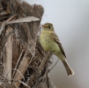 6S3A3565Pacific-slope_Flycatcher