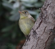 6S3A3575Pacific-slope_Flycatcher
