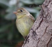 6S3A3576Pacific-slope_Flycatcher
