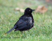 6S3A3580Brewer's_Blackbird