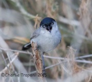 6S3A3602California_Gnatcatcher
