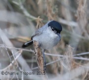 6S3A3604California_Gnatcatcher