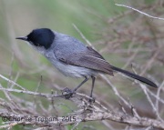 6S3A3647California_Gnatcatcher
