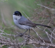 6S3A3649California_Gnatcatcher