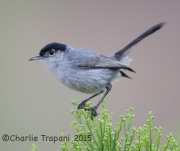 6S3A3663California_Gnatcatcher