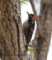 6S3A3673Nuttall's_Woodpecker
