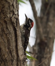 6S3A3676Nuttall's_Woodpecker