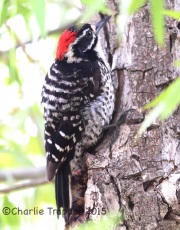 6S3A3745Nuttall's_Woodpecker
