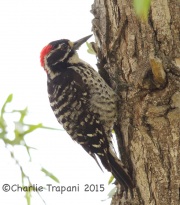 6S3A3764Nuttall's_Woodpecker
