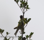 6S3A3796Lawrence's_Goldfinch