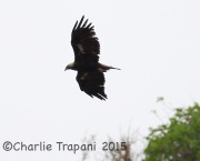 6S3A3849Golden_Eagle