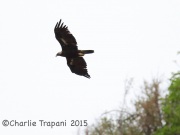 6S3A3850Golden_Eagle