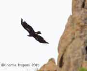 6S3A3851Golden_Eagle
