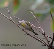 6S3A3857Female_Lawrence's_Goldfinch