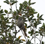 6S3A3883Oak_Titmouse