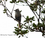 6S3A3898Oak_Titmouse