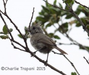 6S3A3911Oak_Titmouse