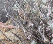 6S3A3943Black-Chinned_Sparrow