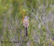 6S3A3953Black-Chinned_Sparrow