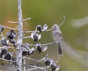 6S3A3956Black-Chinned_Sparrow