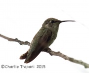 6S3A3987Costa's_Hummingbird