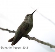 6S3A3997Costa's_Hummingbird