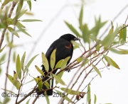 6S3A4013Tricolored_Blackbird