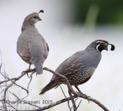 6S3A4023California_Quail