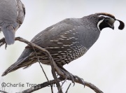 6S3A4027California_Quail