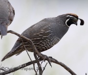6S3A4031California_Quail